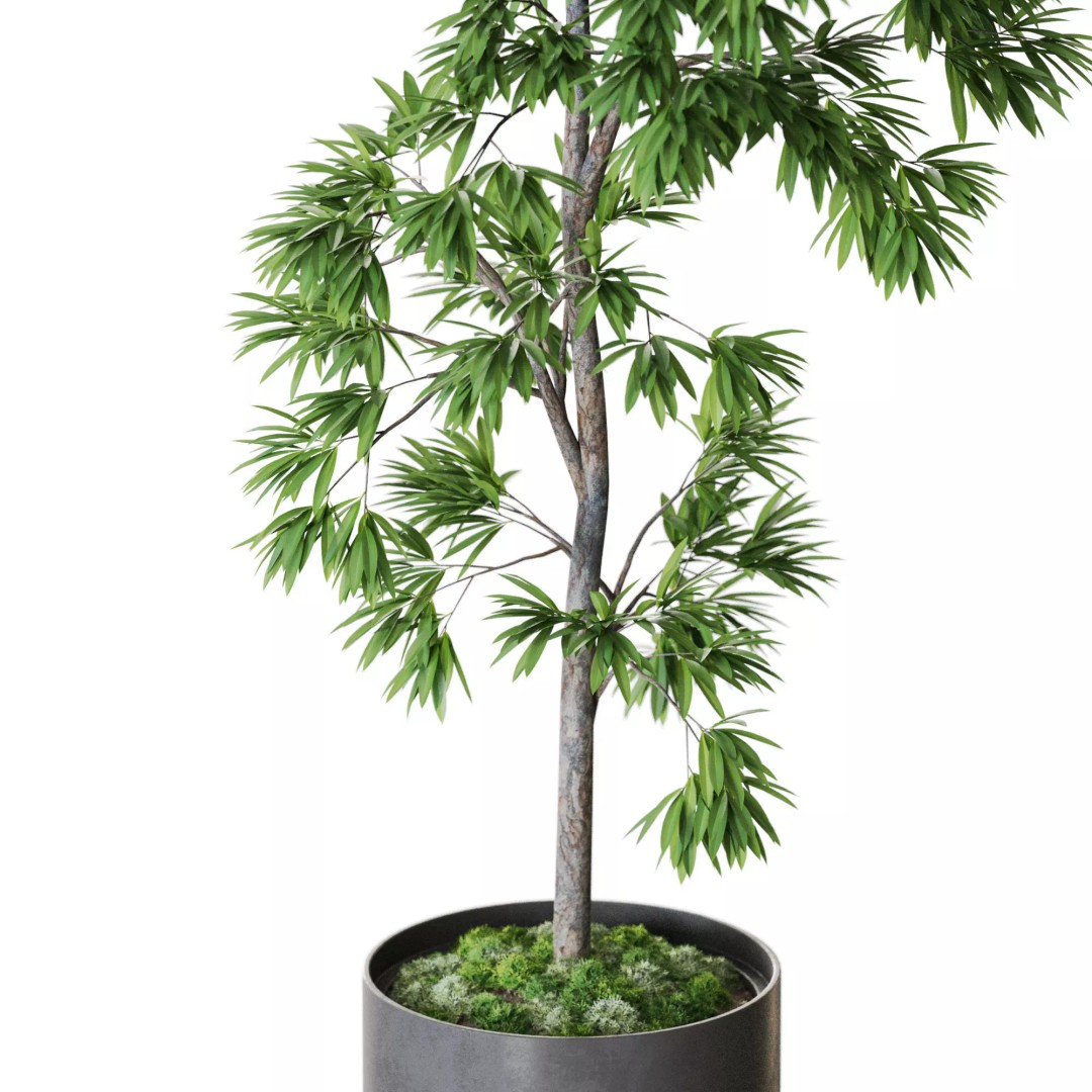 Plant 1286 3D Model – High-Quality Pot Plant for Archviz and Landscaping - View 4
