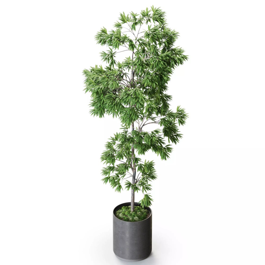 Plant 1286 3D Model – High-Quality Pot Plant for Archviz and Landscaping - View 5