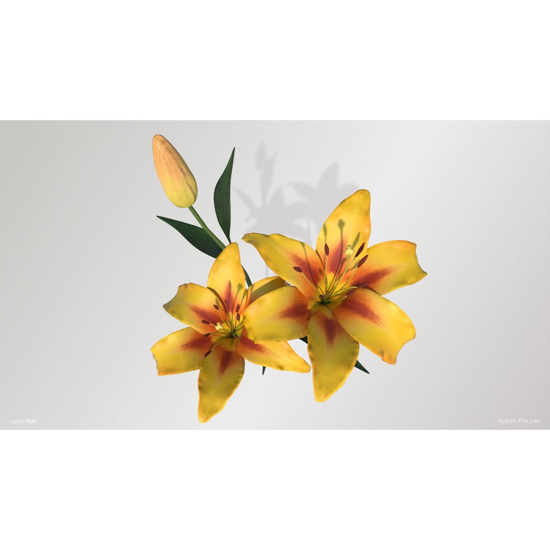 Lily Flower 3D Model – Low Poly PBR Plant Asset, FBX/OBJ - View 10