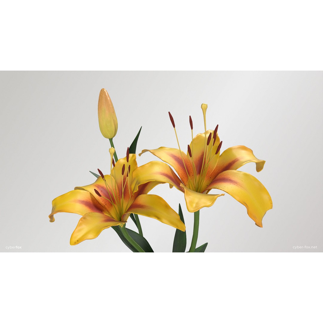 Lily Flower 3D Model – Low Poly PBR Plant Asset, FBX/OBJ - View 11