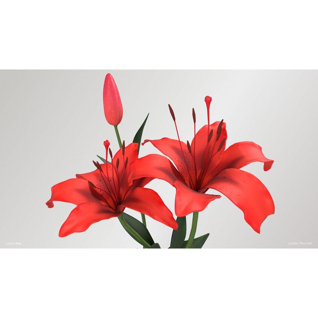 Lily Flower 3D Model – Low Poly PBR Plant Asset, FBX/OBJ - View 13