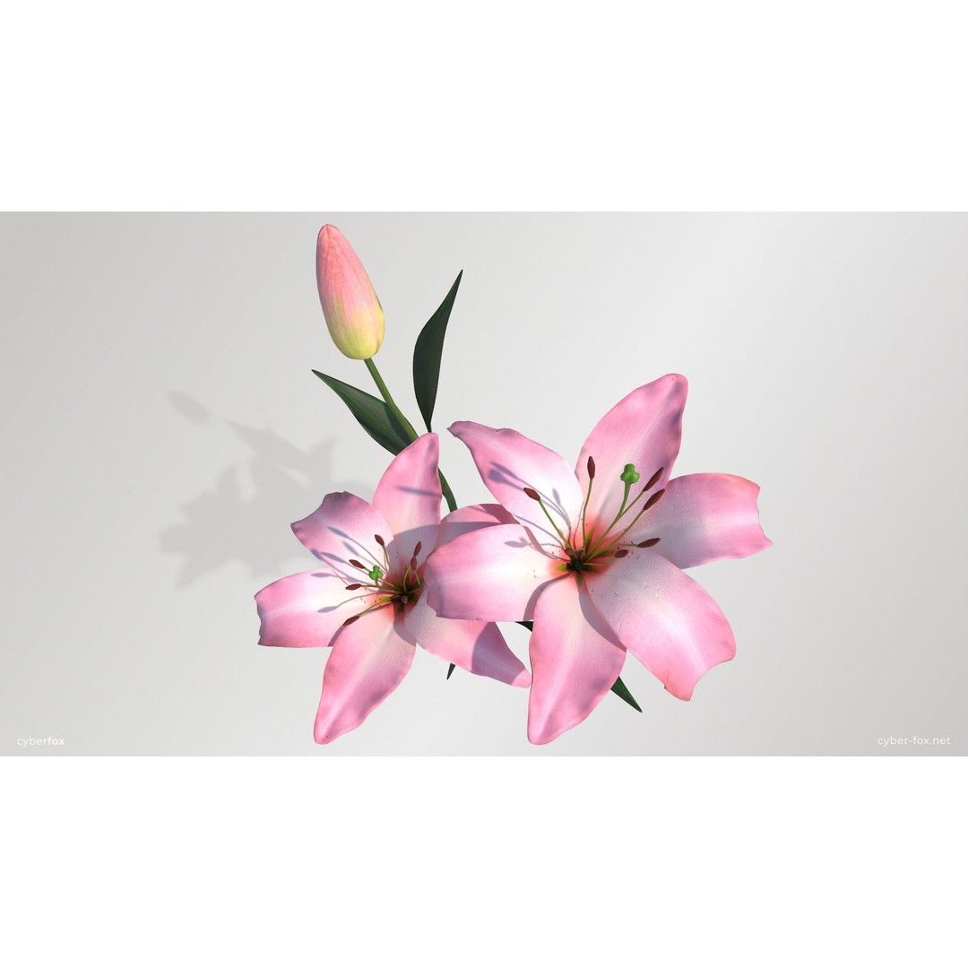 Lily Flower 3D Model – Low Poly PBR Plant Asset, FBX/OBJ - View 14