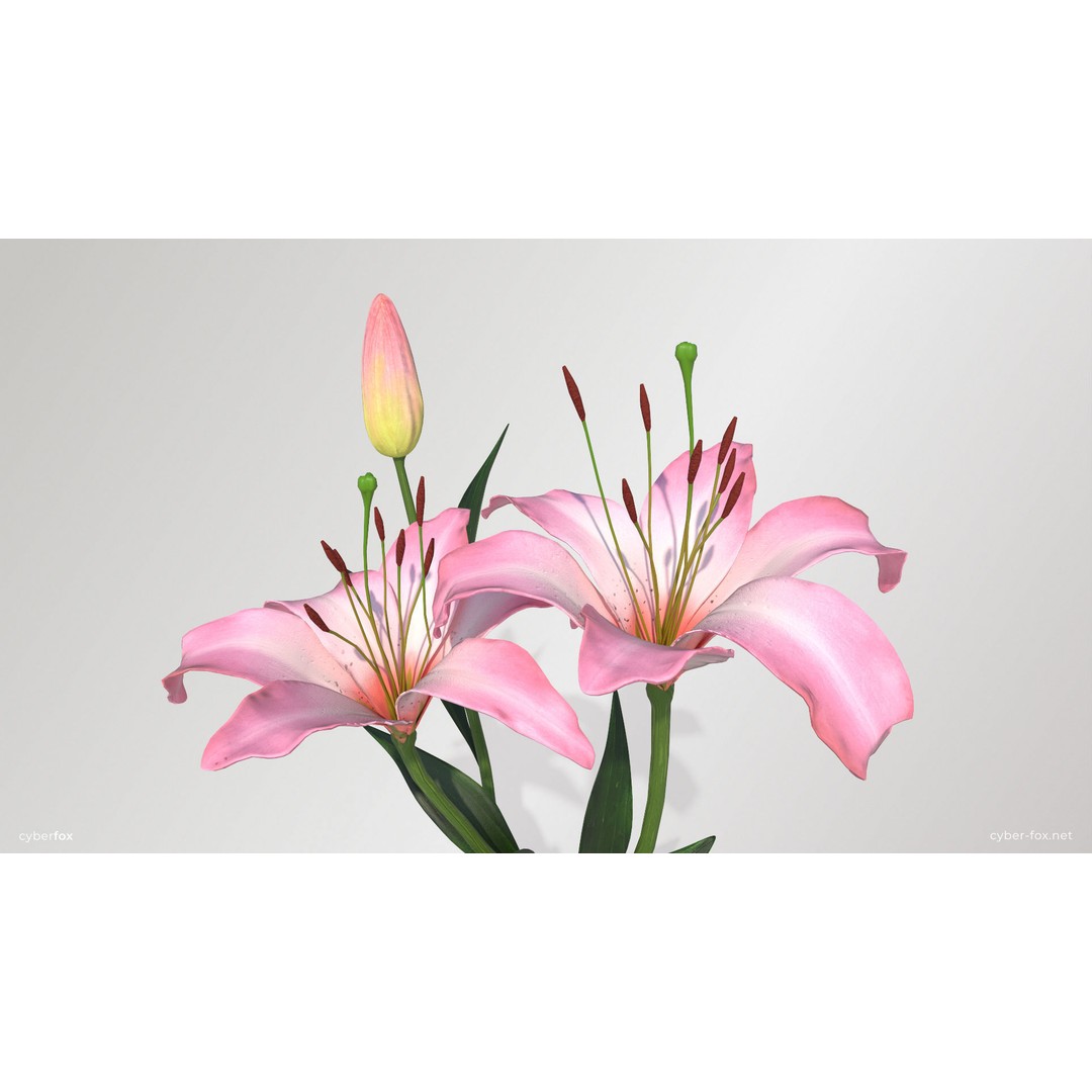 Lily Flower 3D Model – Low Poly PBR Plant Asset, FBX/OBJ - View 15