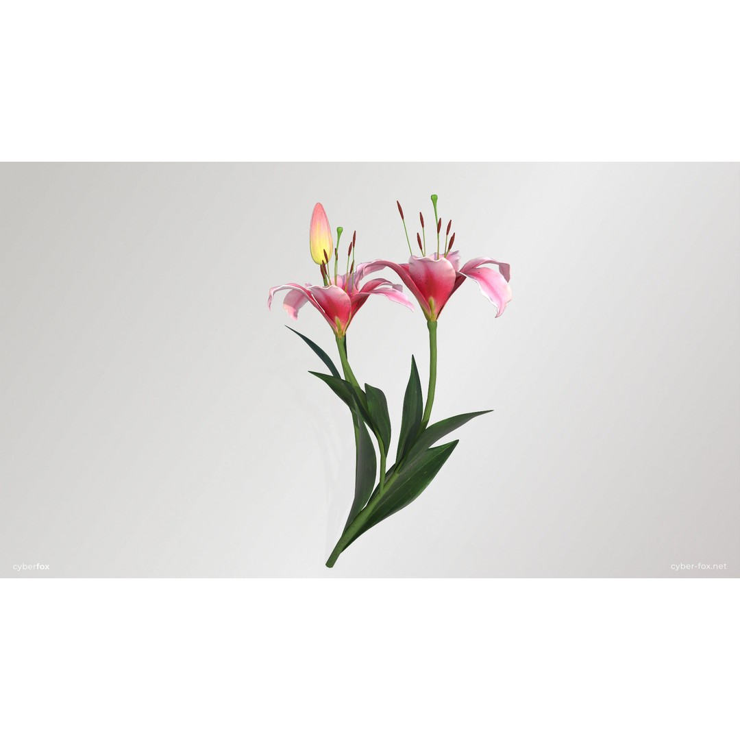 Lily Flower 3D Model – Low Poly PBR Plant Asset, FBX/OBJ - View 3