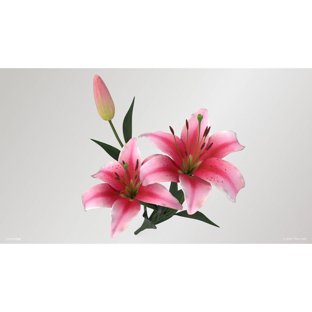 Lily Flower 3D Model – Low Poly PBR Plant Asset, FBX/OBJ - View 4