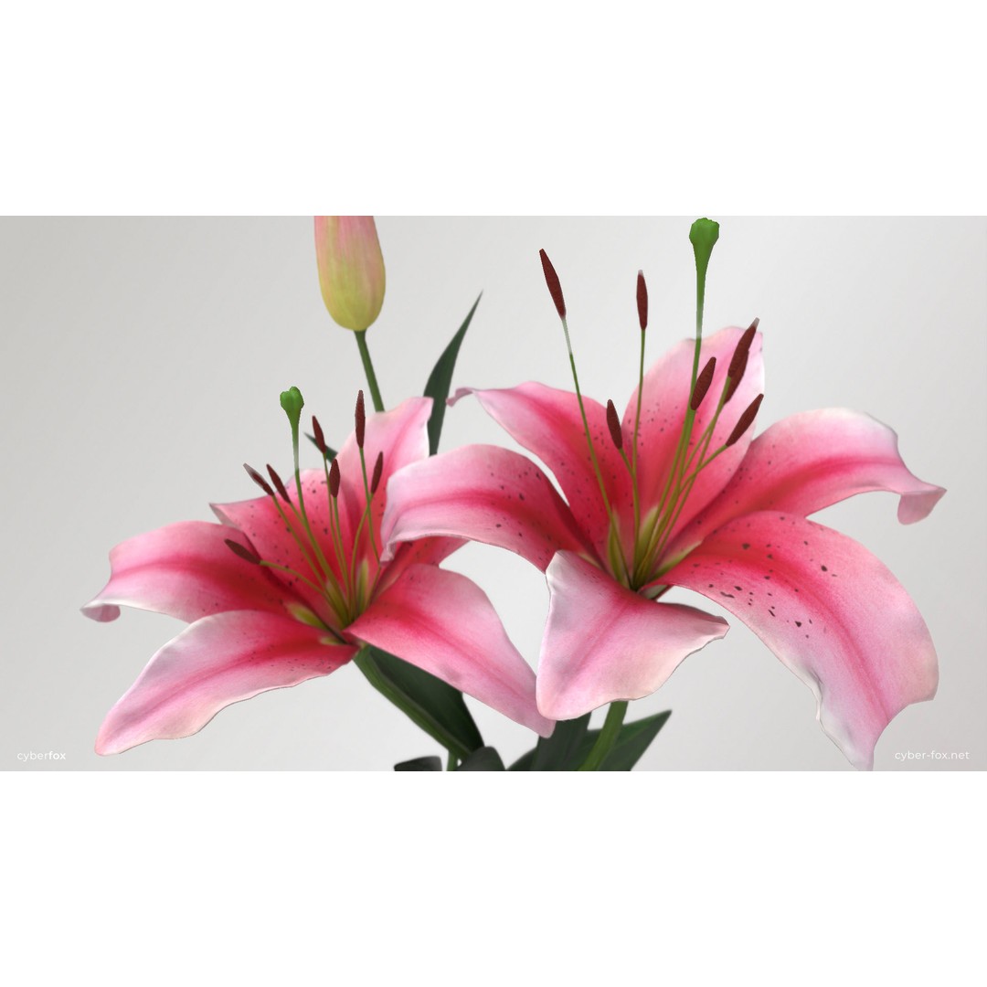 Lily Flower 3D Model – Low Poly PBR Plant Asset, FBX/OBJ - View 5