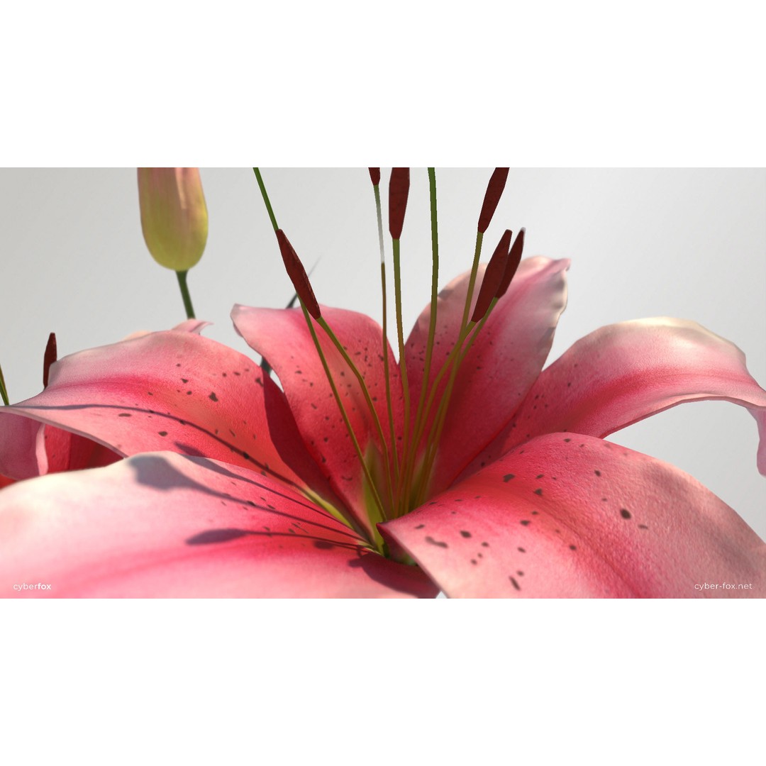 Lily Flower 3D Model – Low Poly PBR Plant Asset, FBX/OBJ - View 6