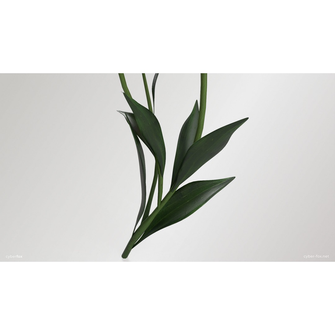 Lily Flower 3D Model – Low Poly PBR Plant Asset, FBX/OBJ - View 7