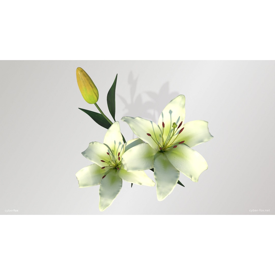 Lily Flower 3D Model – Low Poly PBR Plant Asset, FBX/OBJ - View 8