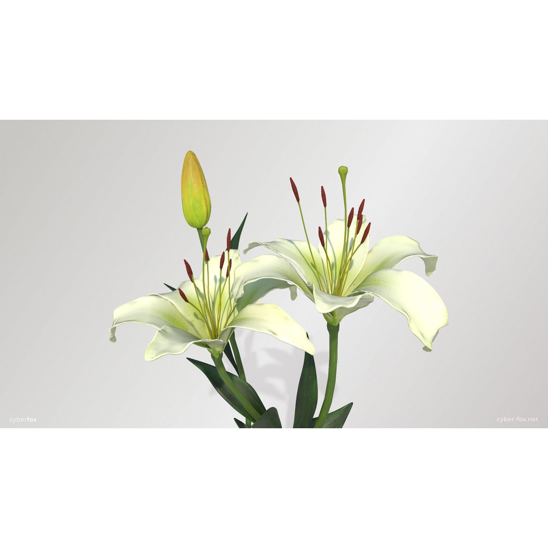 Lily Flower 3D Model – Low Poly PBR Plant Asset, FBX/OBJ - View 9