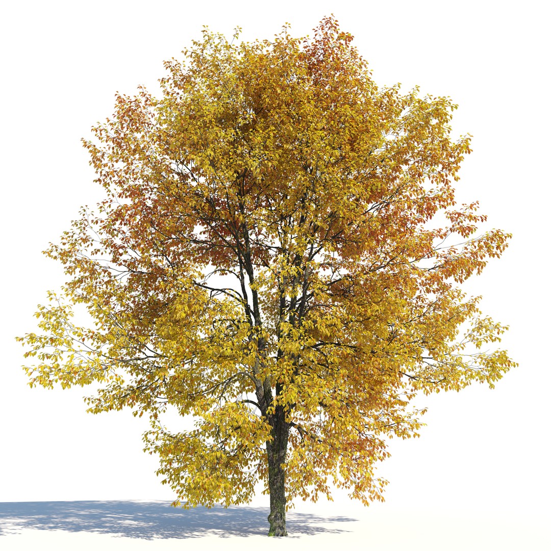 Hornbeam Tree 3D Model – Autumn Deciduous Plant, FBX, PBR Textures