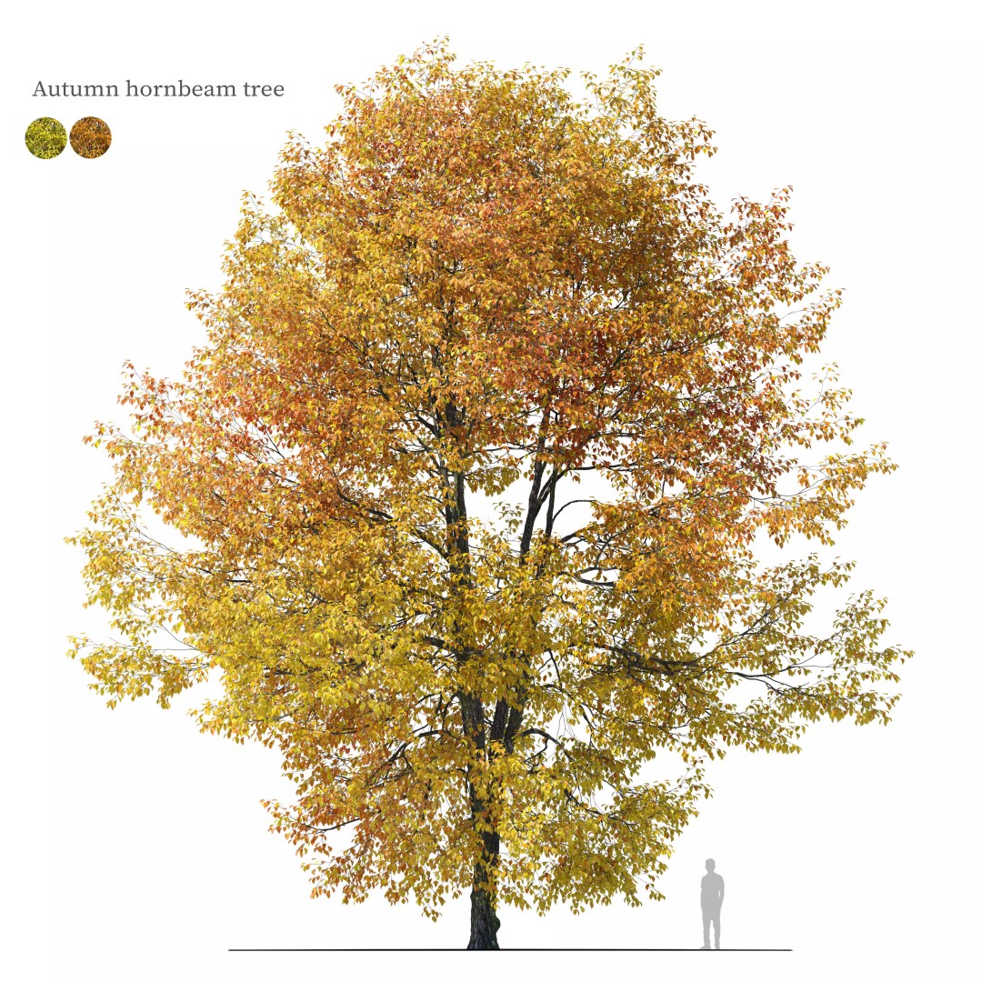 Hornbeam Tree 3D Model – Autumn Deciduous Plant, FBX, PBR Textures - View 2