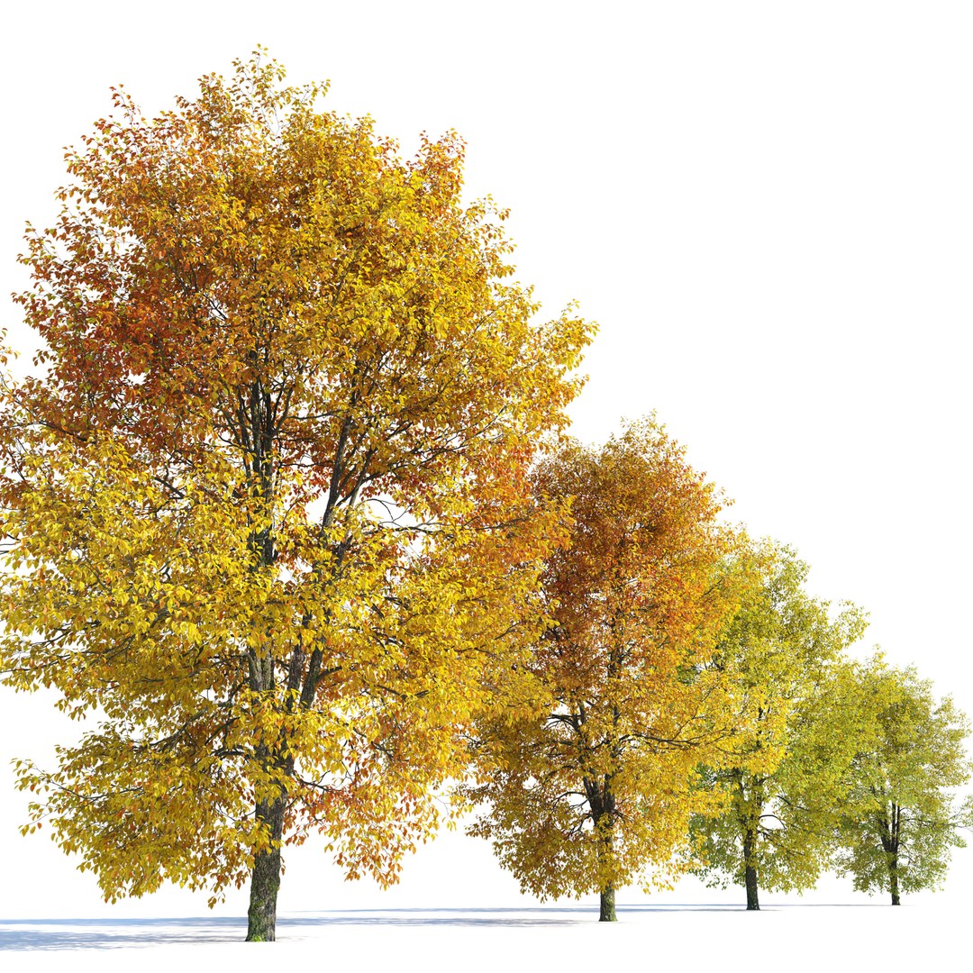 Hornbeam Tree 3D Model – Autumn Deciduous Plant, FBX, PBR Textures - View 3
