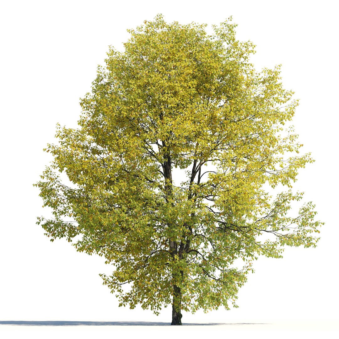 Hornbeam Tree 3D Model – Autumn Deciduous Plant, FBX, PBR Textures - View 4