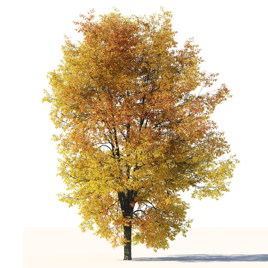 Hornbeam Tree 3D Model – Autumn Deciduous Plant, FBX, PBR Textures - View 5