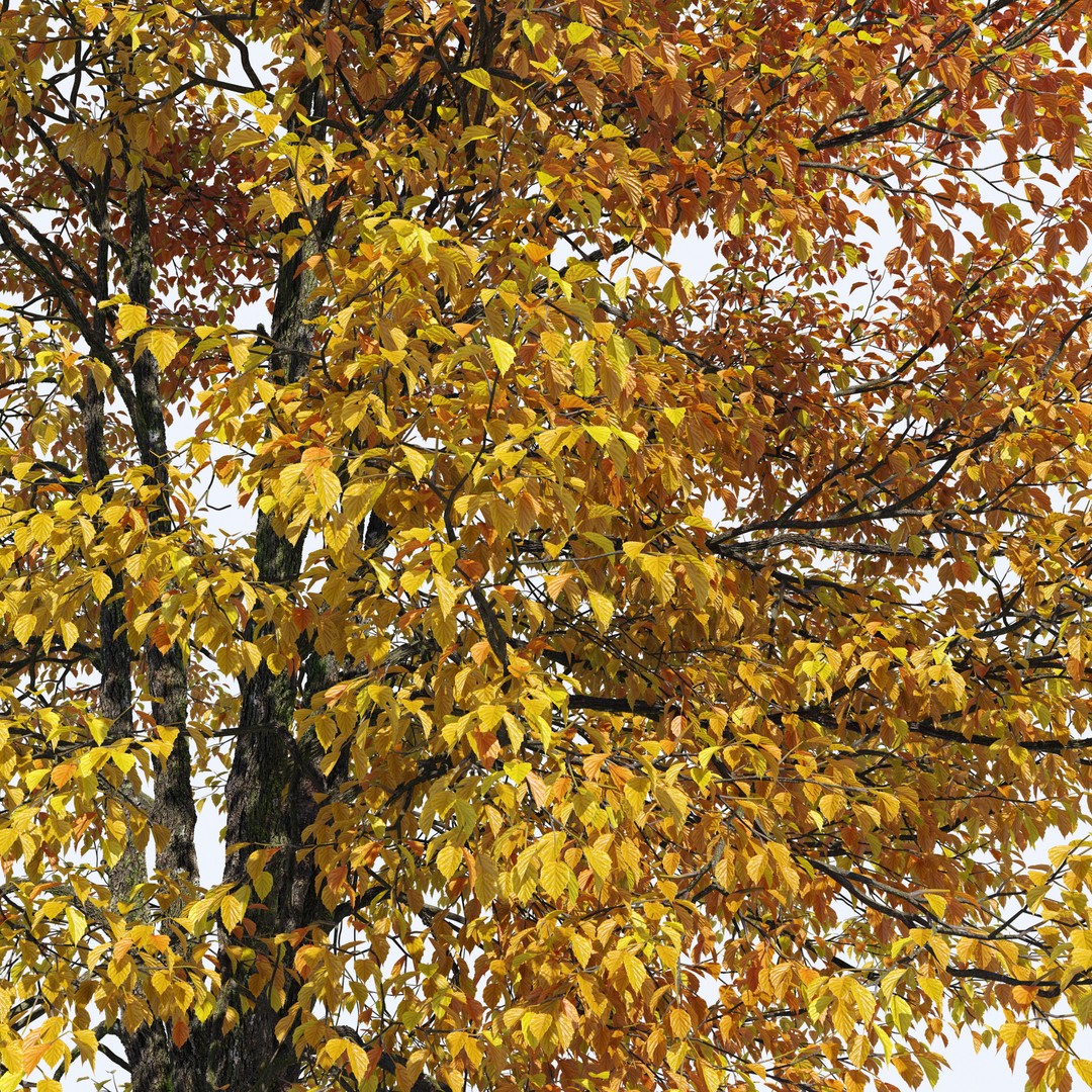 Hornbeam Tree 3D Model – Autumn Deciduous Plant, FBX, PBR Textures - View 6