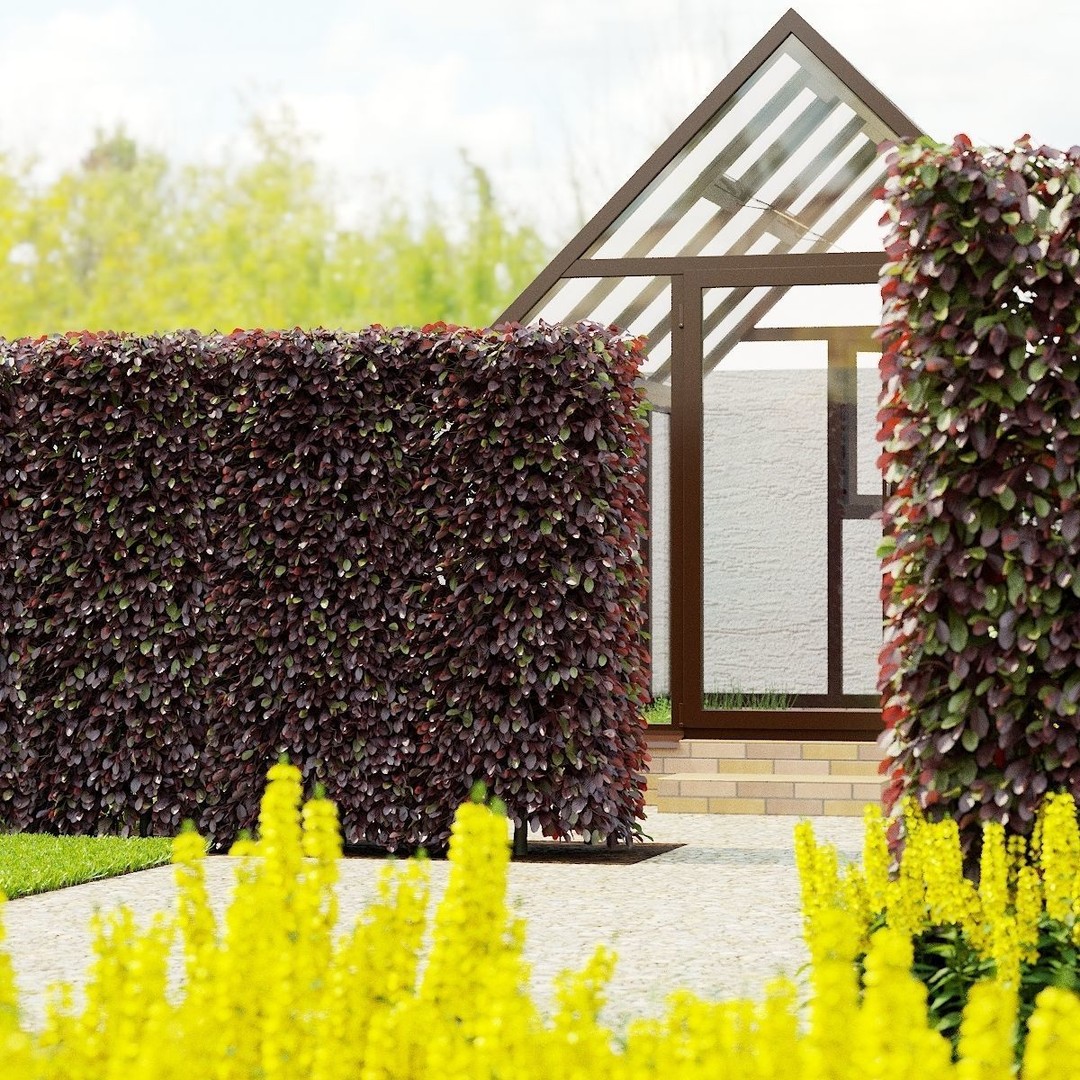 Fagus Sylvatica Hedge 3D Model – Realistic Plant Asset, FBX & OBJ