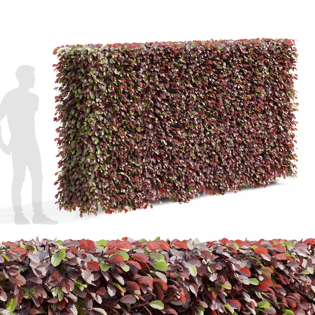 Fagus Sylvatica Hedge 3D Model – Realistic Plant Asset, FBX & OBJ - View 2