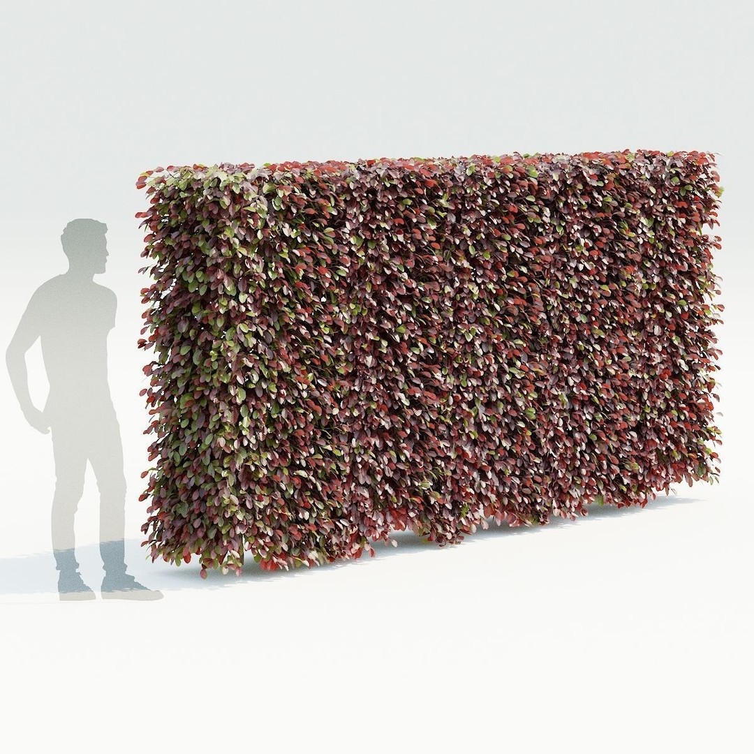 Fagus Sylvatica Hedge 3D Model – Realistic Plant Asset, FBX & OBJ - View 3