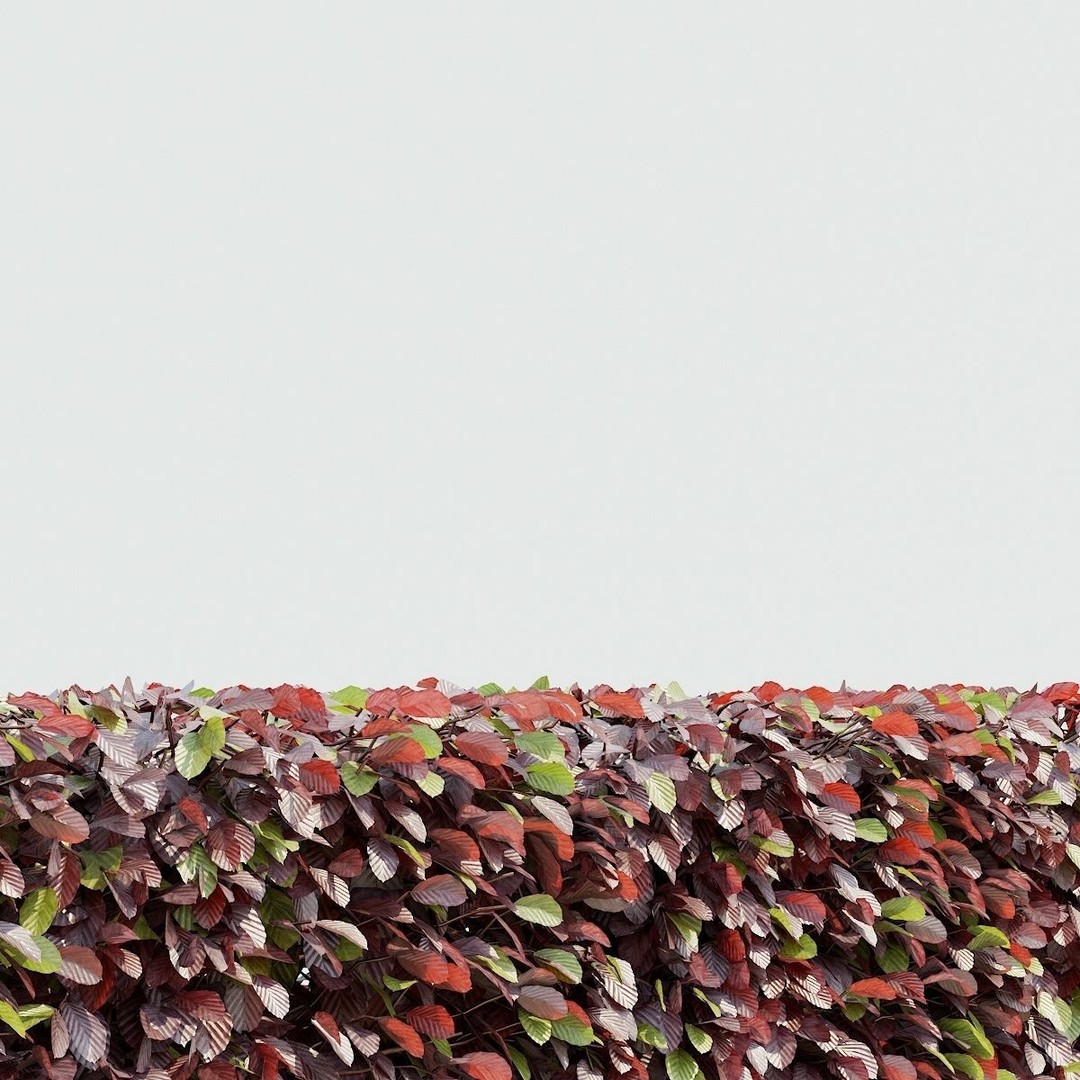 Fagus Sylvatica Hedge 3D Model – Realistic Plant Asset, FBX & OBJ - View 4