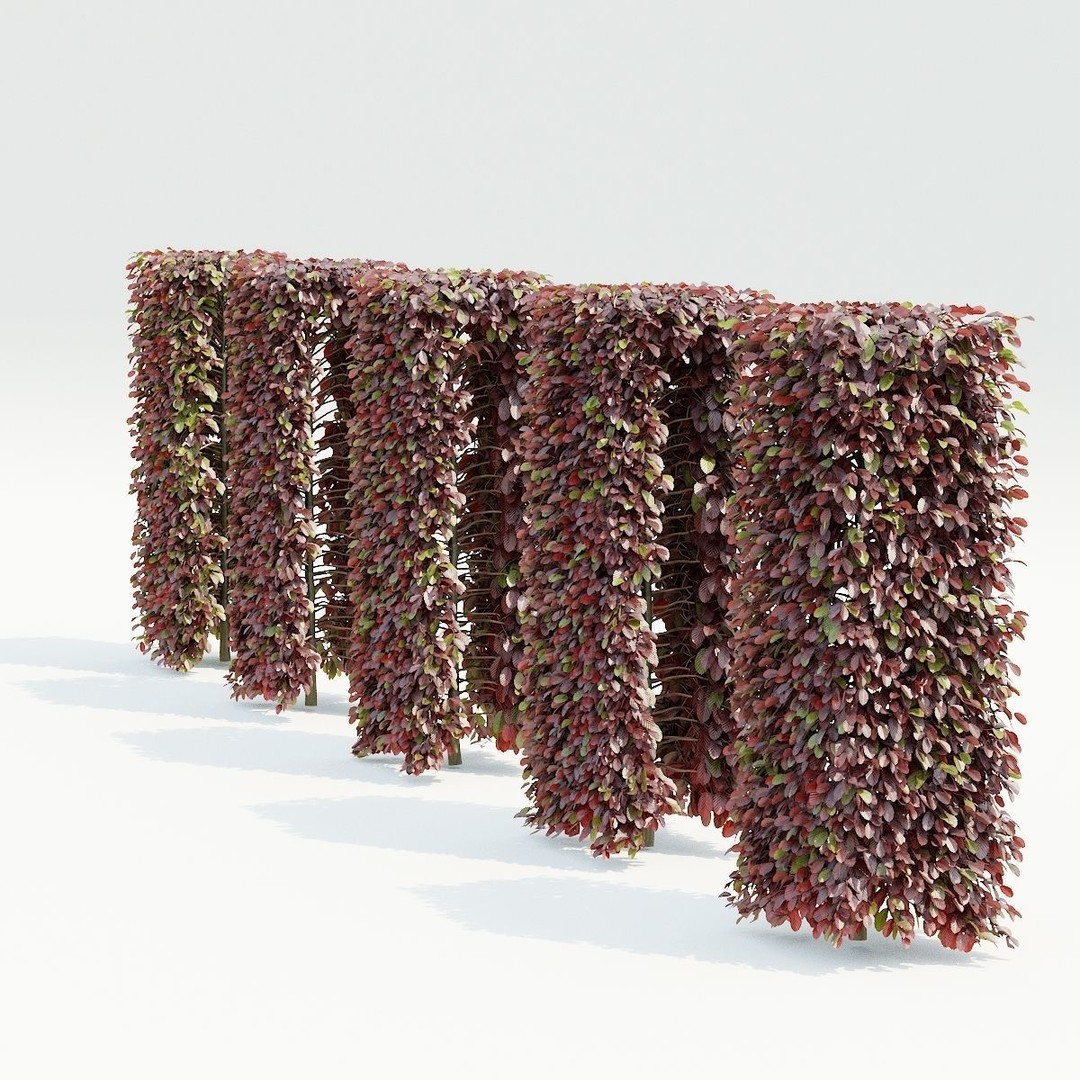 Fagus Sylvatica Hedge 3D Model – Realistic Plant Asset, FBX & OBJ - View 5