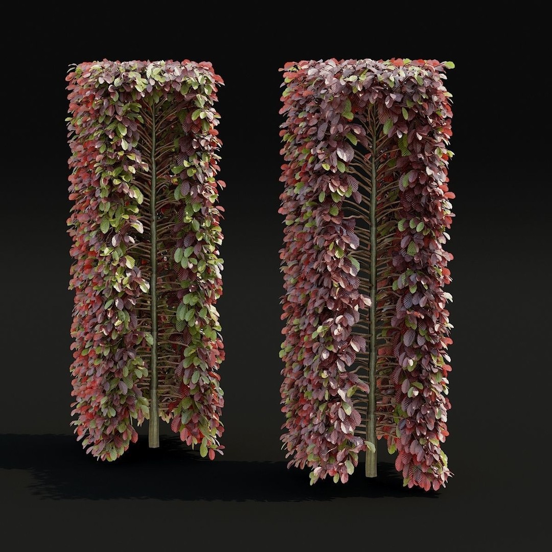 Fagus Sylvatica Hedge 3D Model – Realistic Plant Asset, FBX & OBJ - View 6