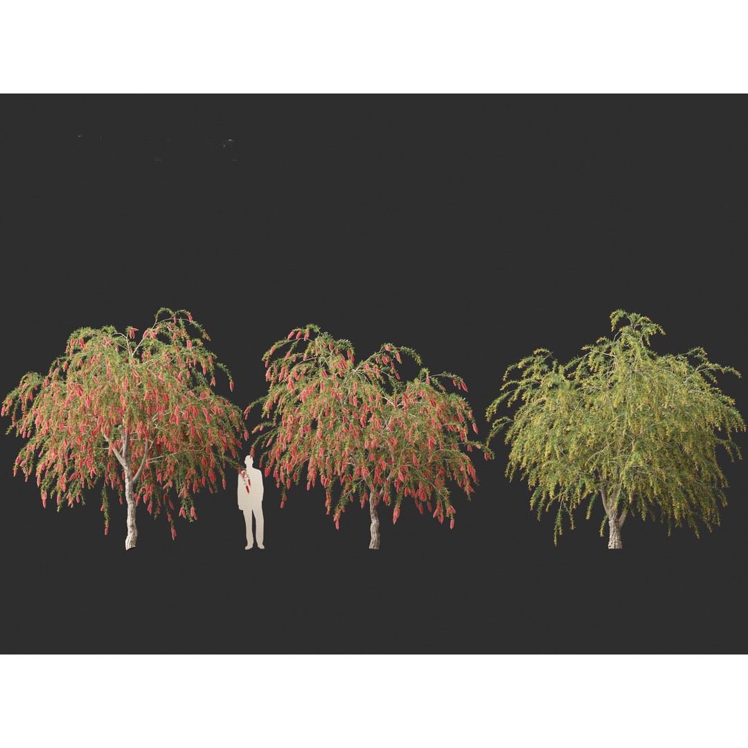 Callistemon Endeavour 3D Model – PBR Plant Asset for Blender, FBX