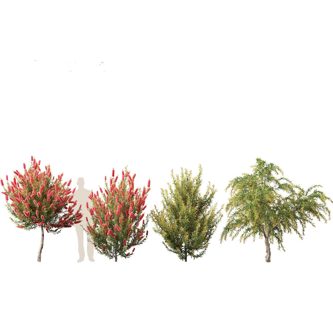 Callistemon Endeavour 3D Model – PBR Plant Asset for Blender, FBX - View 10
