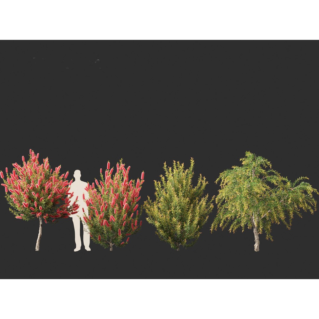 Callistemon Endeavour 3D Model – PBR Plant Asset for Blender, FBX - View 11