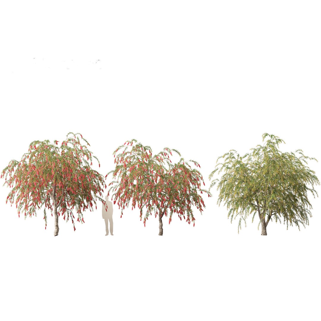 Callistemon Endeavour 3D Model – PBR Plant Asset for Blender, FBX - View 12