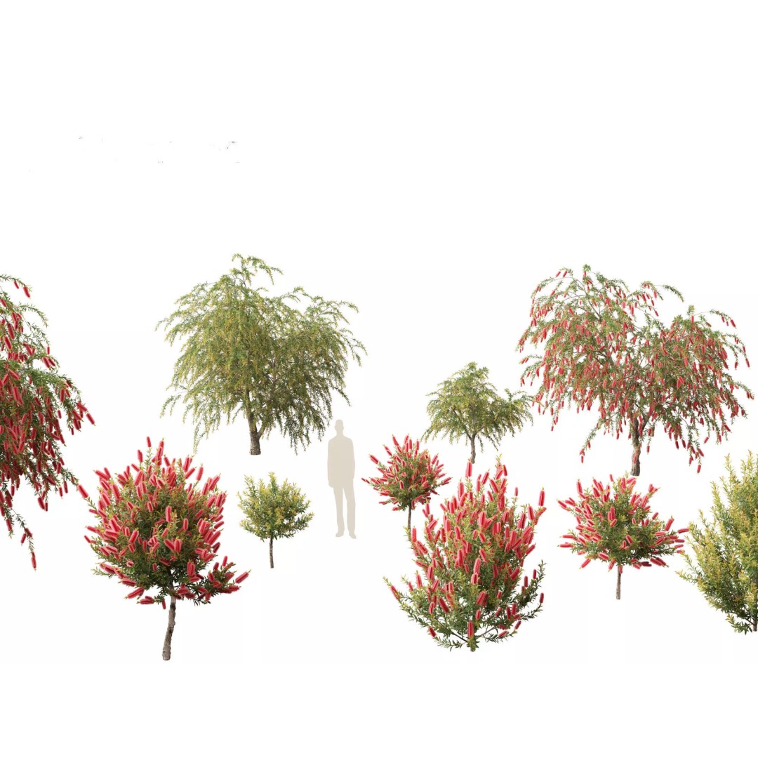 Callistemon Endeavour 3D Model – PBR Plant Asset for Blender, FBX - View 2