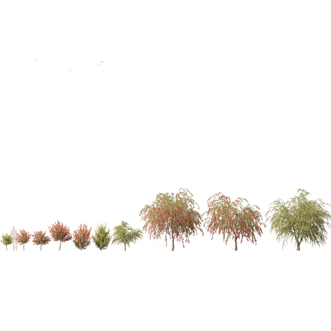 Callistemon Endeavour 3D Model – PBR Plant Asset for Blender, FBX - View 3