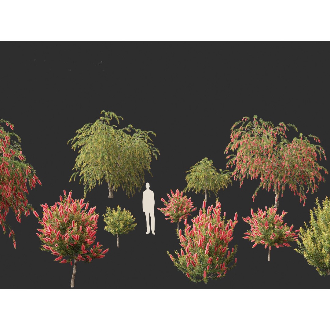 Callistemon Endeavour 3D Model – PBR Plant Asset for Blender, FBX - View 4