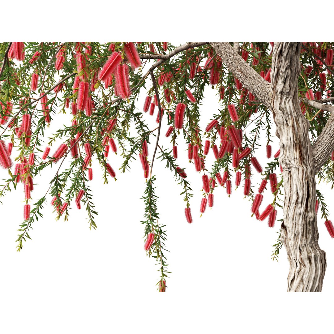 Callistemon Endeavour 3D Model – PBR Plant Asset for Blender, FBX - View 5