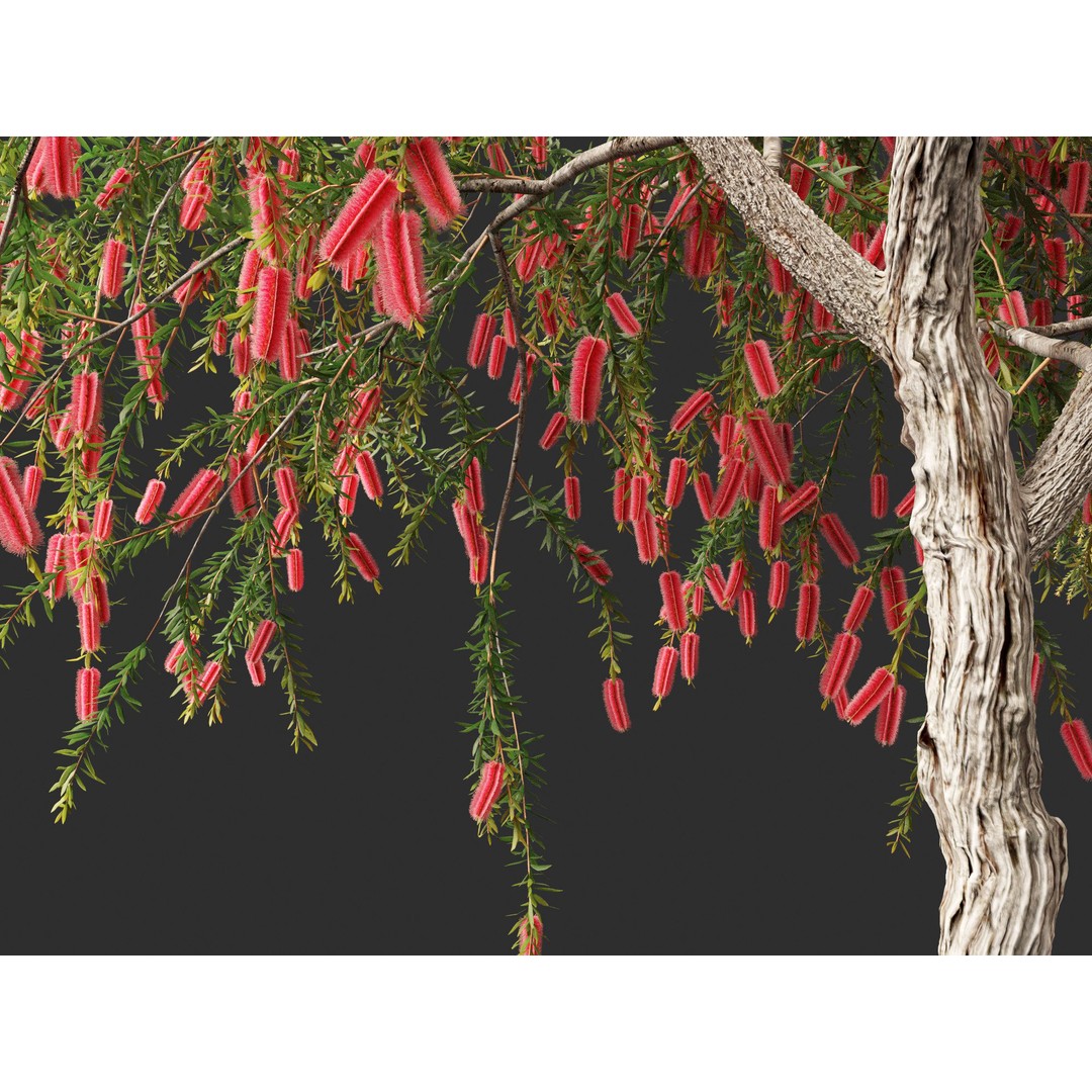 Callistemon Endeavour 3D Model – PBR Plant Asset for Blender, FBX - View 6