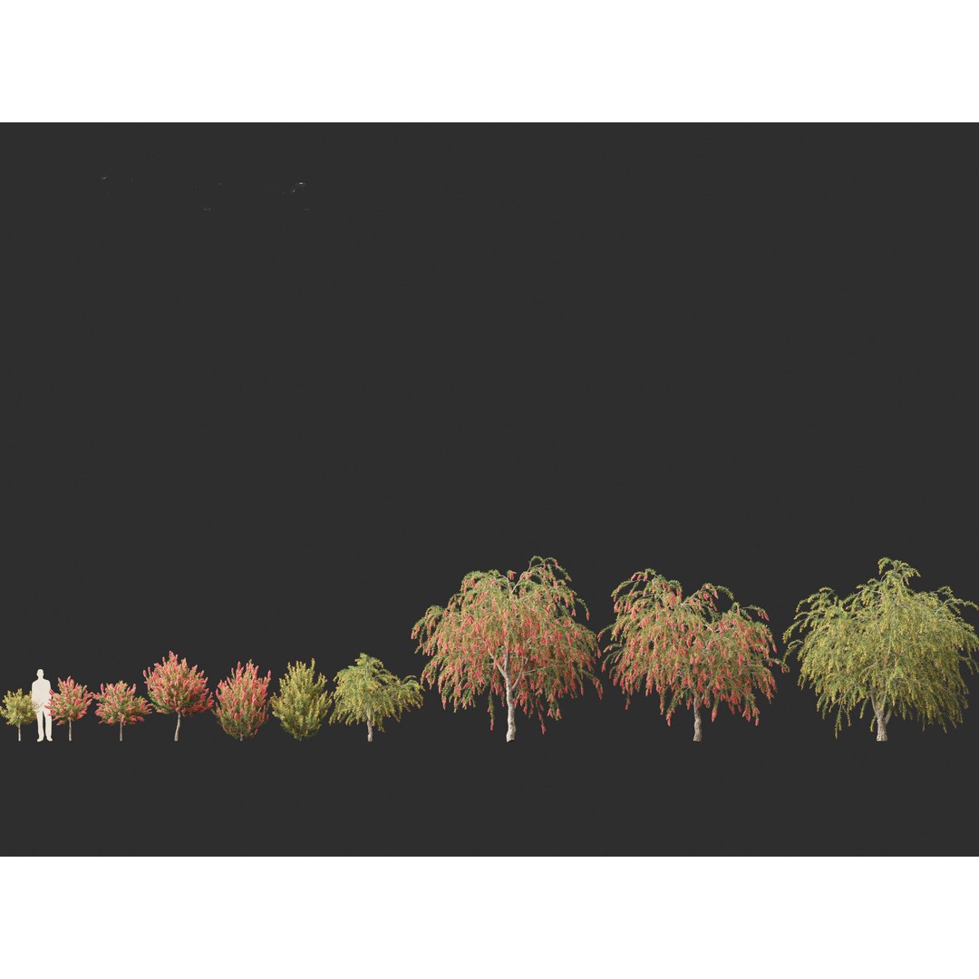 Callistemon Endeavour 3D Model – PBR Plant Asset for Blender, FBX - View 7