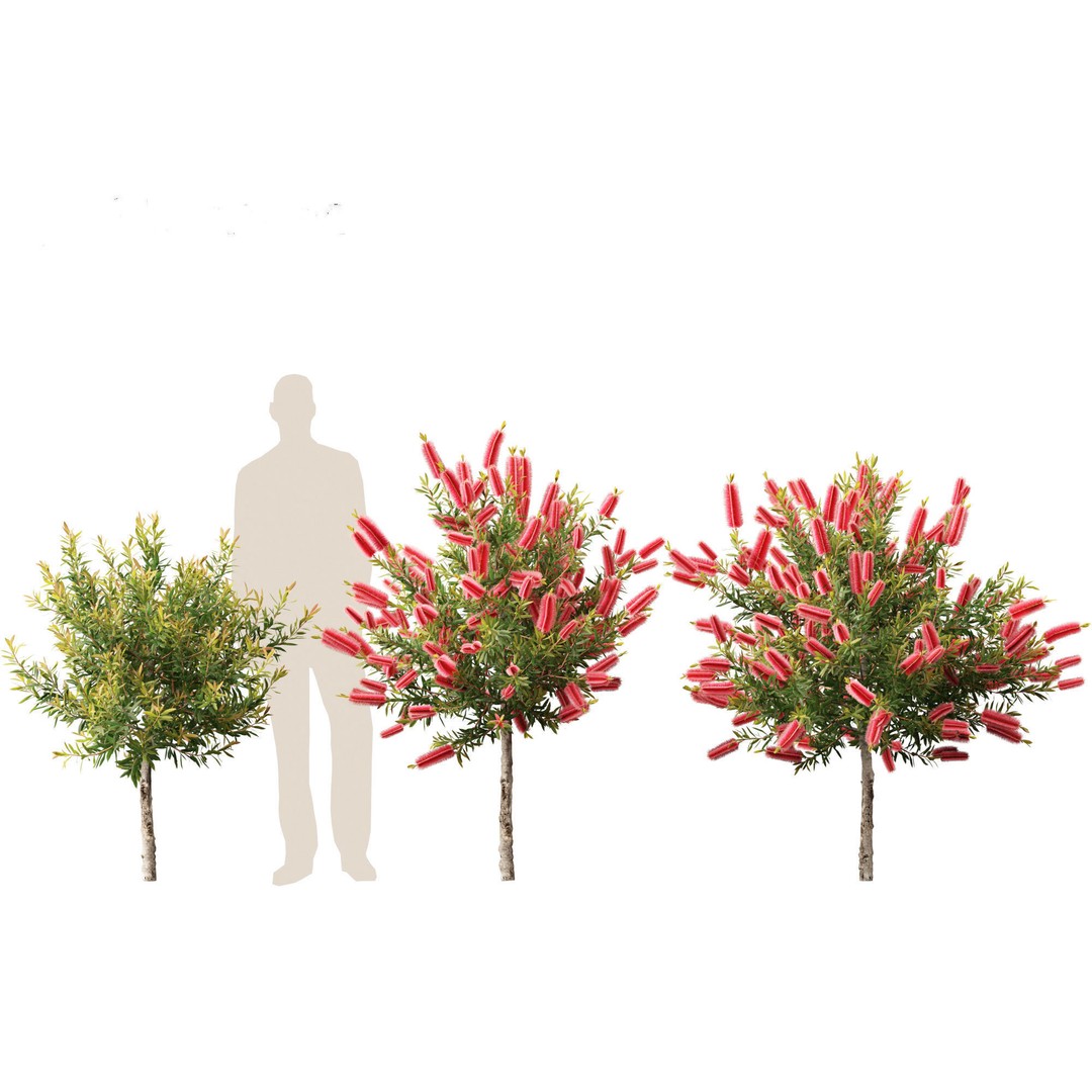 Callistemon Endeavour 3D Model – PBR Plant Asset for Blender, FBX - View 8