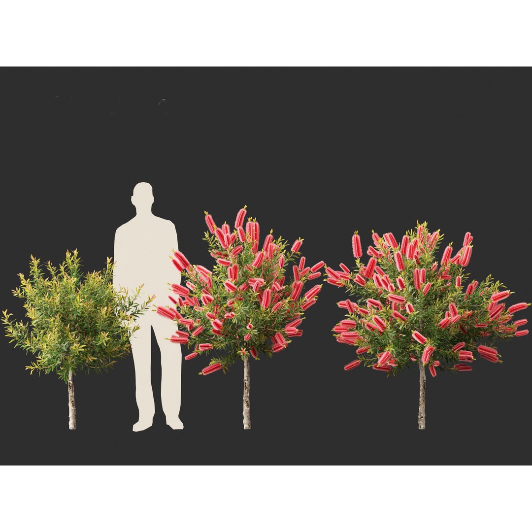 Callistemon Endeavour 3D Model – PBR Plant Asset for Blender, FBX - View 9