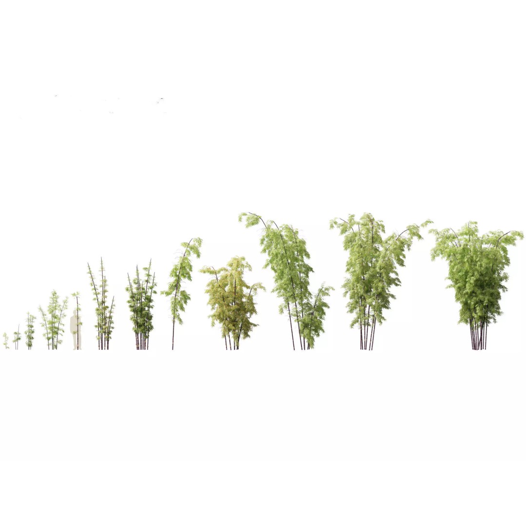 Bamboo Grasses Pack 3D Model – High Poly Plants for Archviz, FBX - View 11
