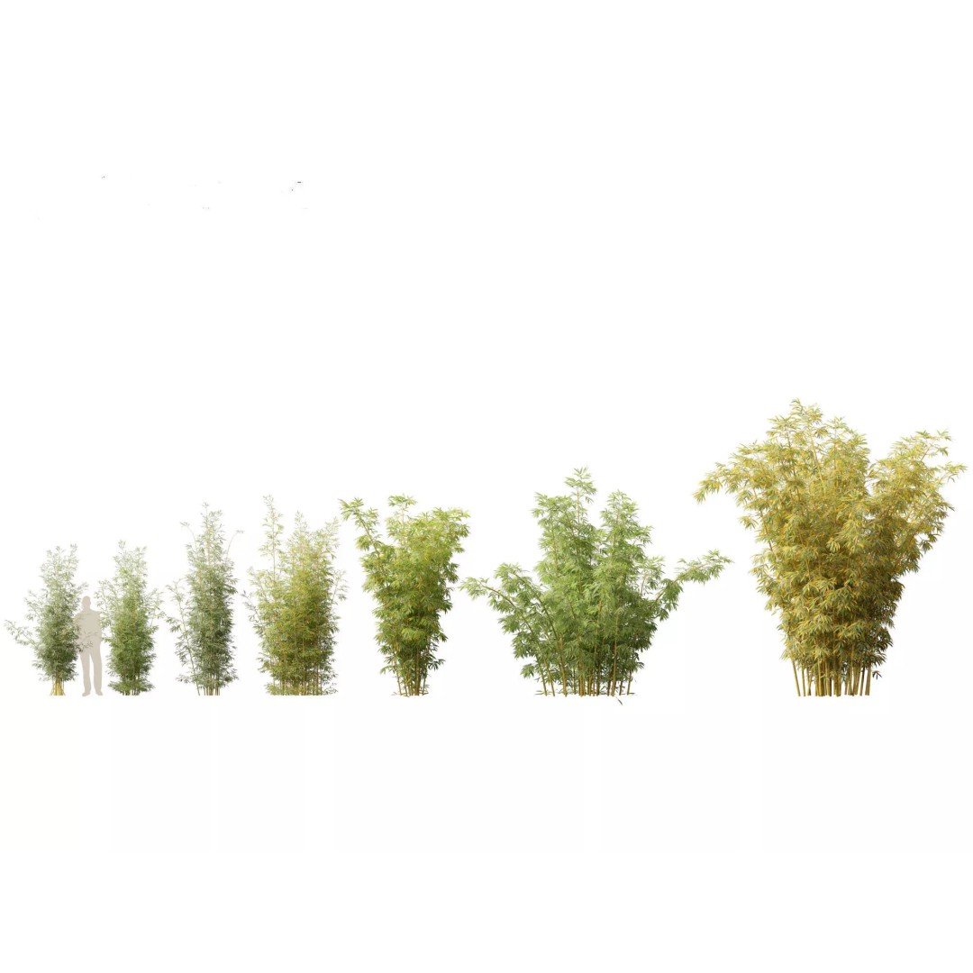 Bamboo Grasses Pack 3D Model – High Poly Plants for Archviz, FBX - View 14