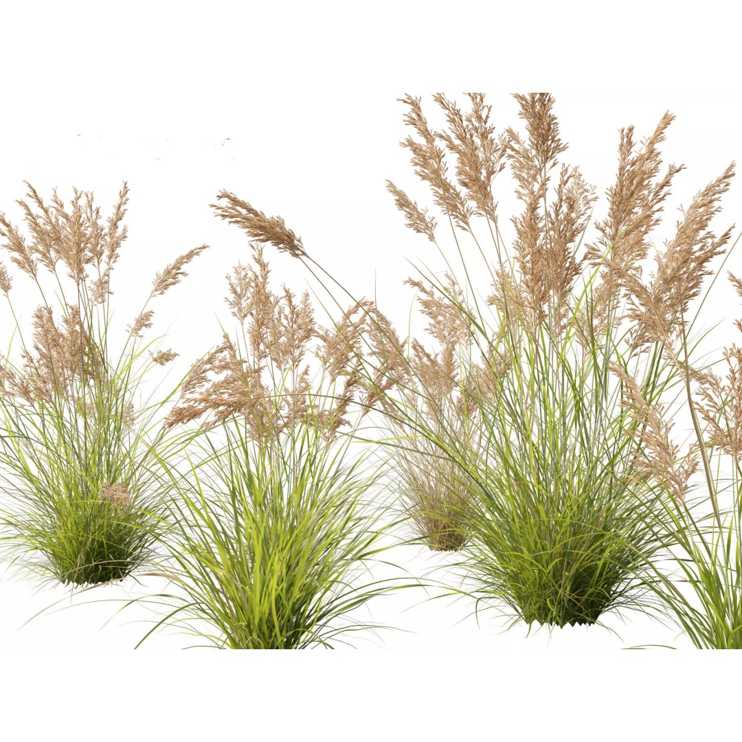 Bamboo Grasses Pack 3D Model – High Poly Plants for Archviz, FBX - View 15