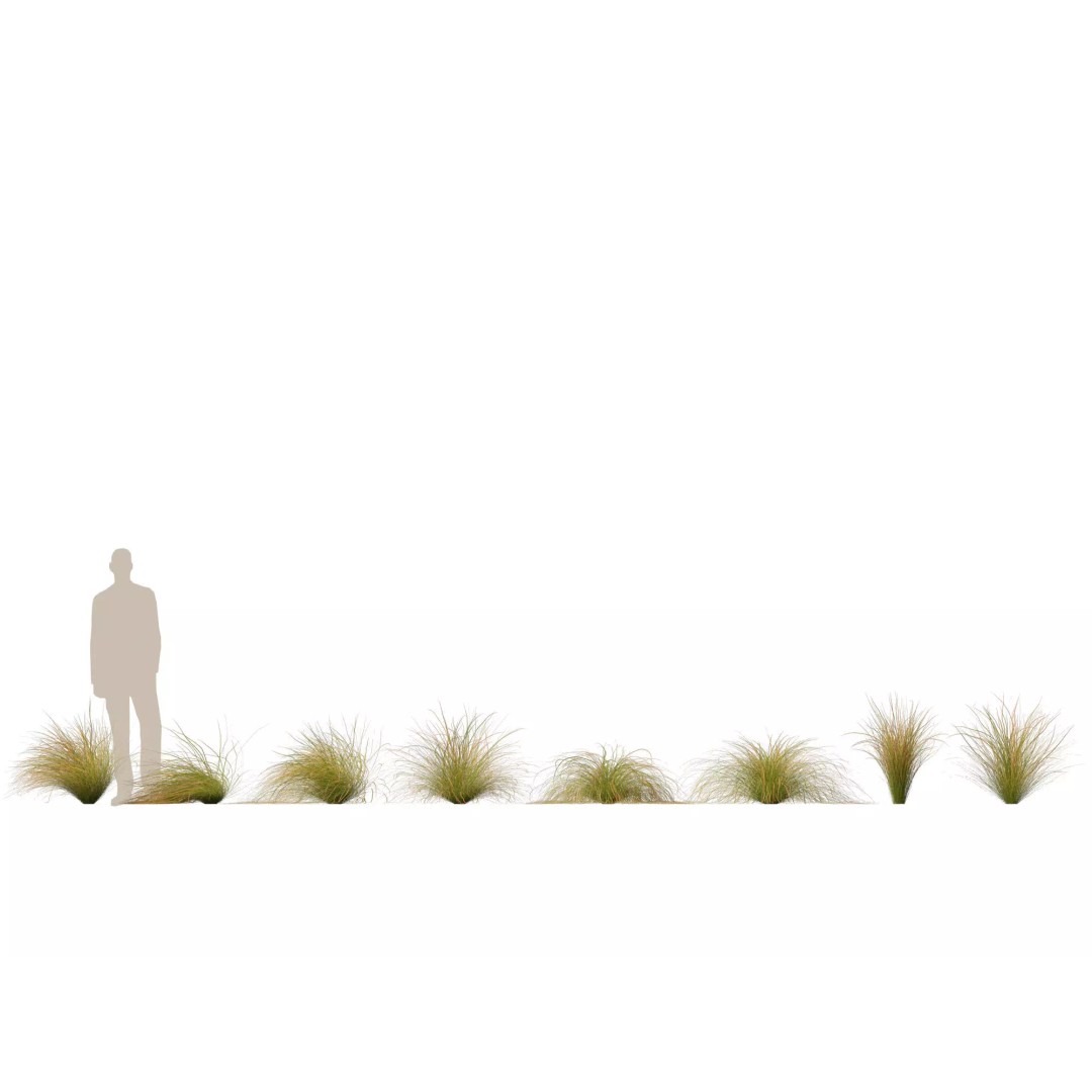 Bamboo Grasses Pack 3D Model – High Poly Plants for Archviz, FBX - View 16