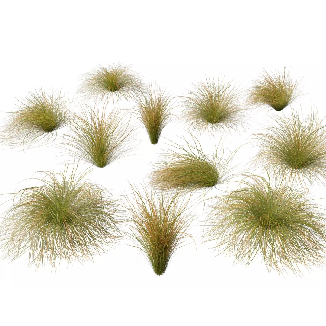 Bamboo Grasses Pack 3D Model – High Poly Plants for Archviz, FBX - View 17