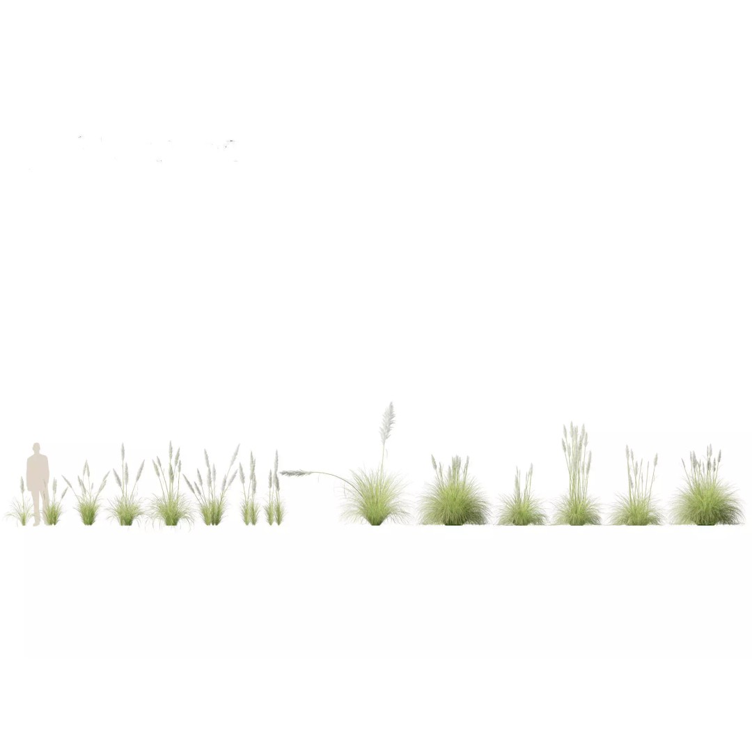 Bamboo Grasses Pack 3D Model – High Poly Plants for Archviz, FBX - View 19