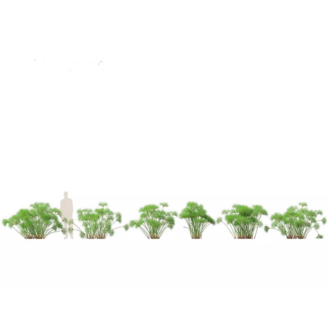 Bamboo Grasses Pack 3D Model – High Poly Plants for Archviz, FBX - View 21