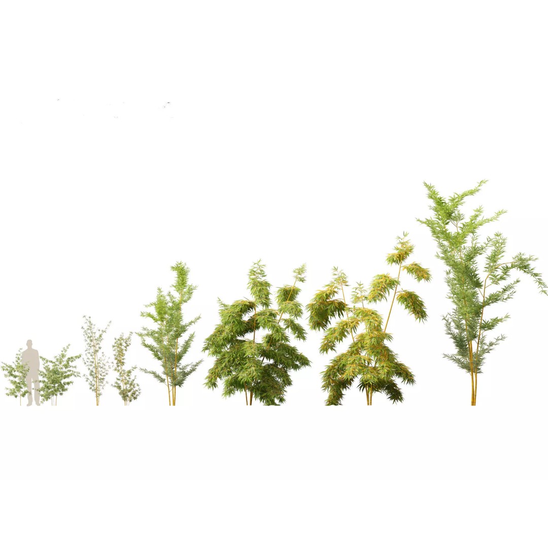 Bamboo Grasses Pack 3D Model – High Poly Plants for Archviz, FBX - View 3
