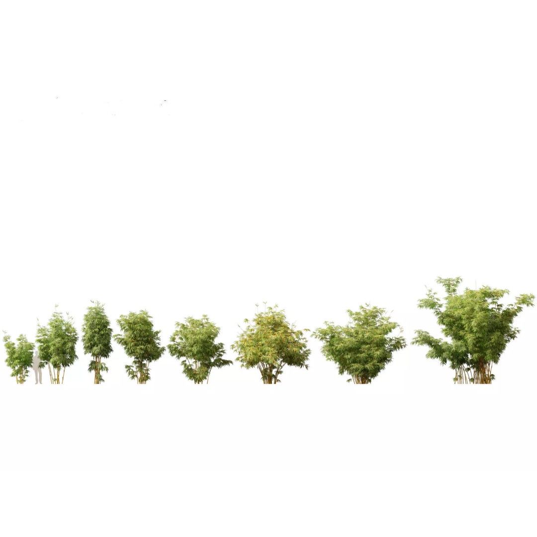 Bamboo Grasses Pack 3D Model – High Poly Plants for Archviz, FBX - View 7