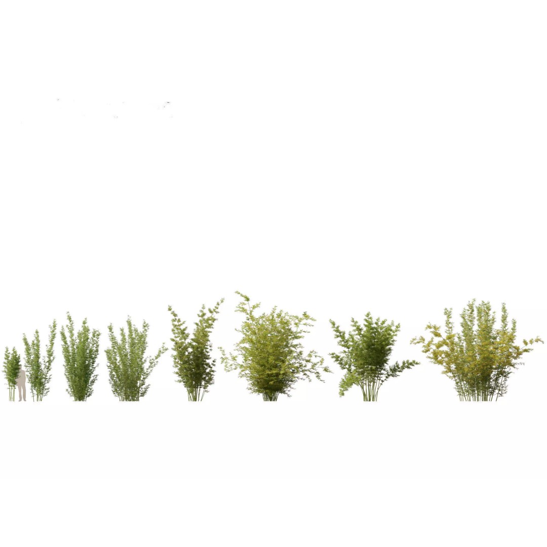 Bamboo Grasses Pack 3D Model – High Poly Plants for Archviz, FBX - View 9