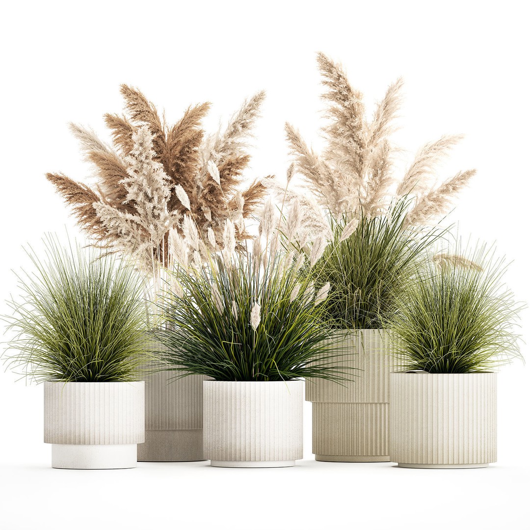 Pampas Grass Bushes in Pots 3D Model – Lush Landscaping Decor - View 10