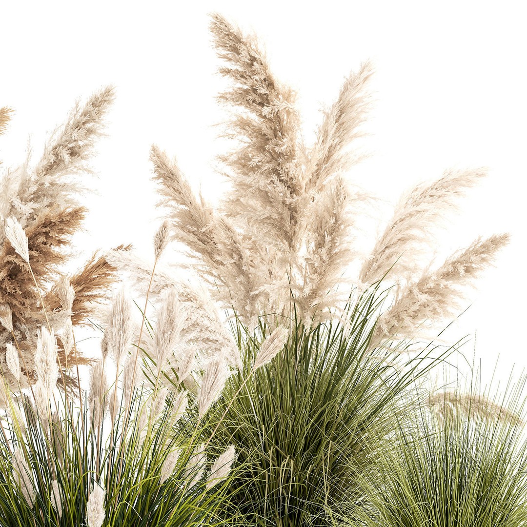 Pampas Grass Bushes in Pots 3D Model – Lush Landscaping Decor - View 11